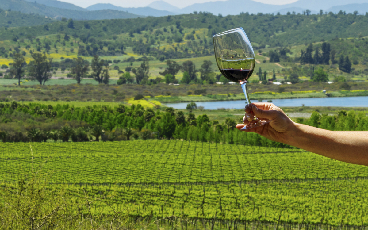 Weingut im Casablanca Tal