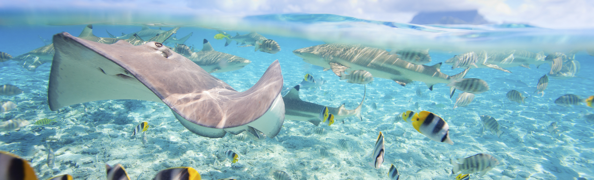 Rochenbeobachtung & Schnorcheln auf Bora Bora