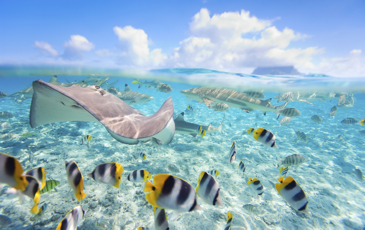 Rochenbeobachtung & Schnorcheln auf Bora Bora