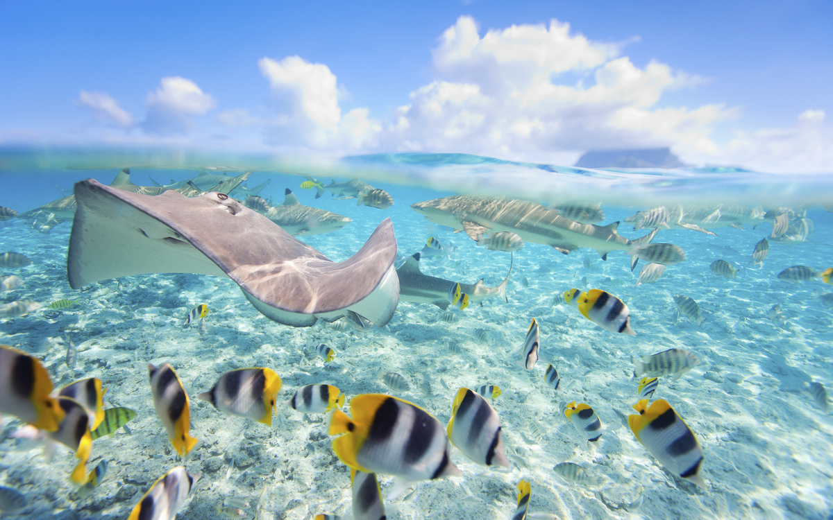 Rochenbeobachtung & Schnorcheln auf Bora Bora