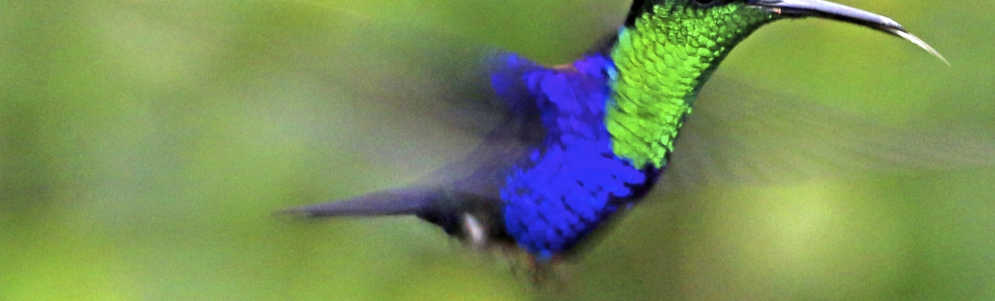 Kolibri in Costa Rica
