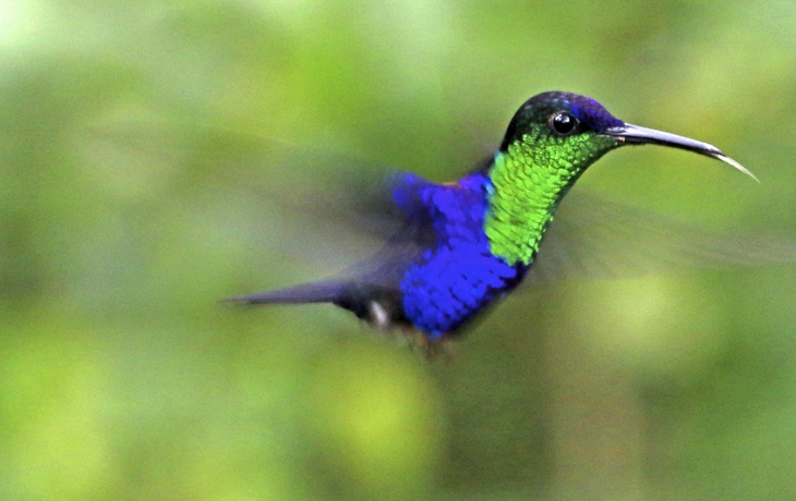 Kolibri in Costa Rica