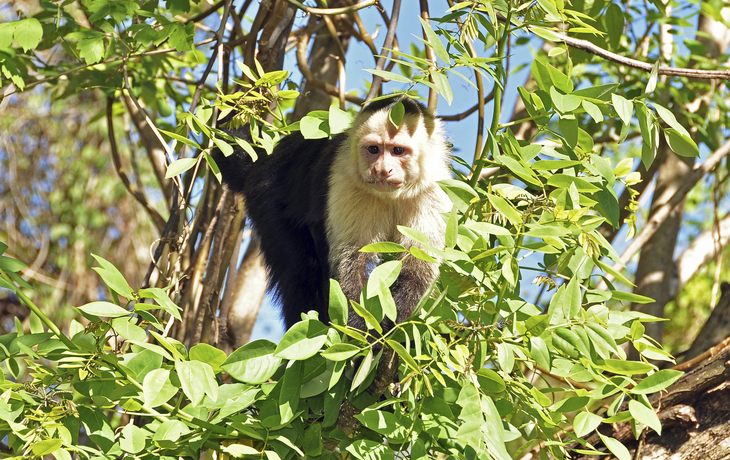 Kapuzineraffe in der Natur