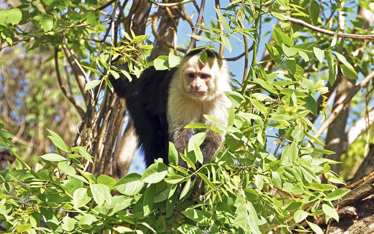 Kapuzineraffe in der Natur