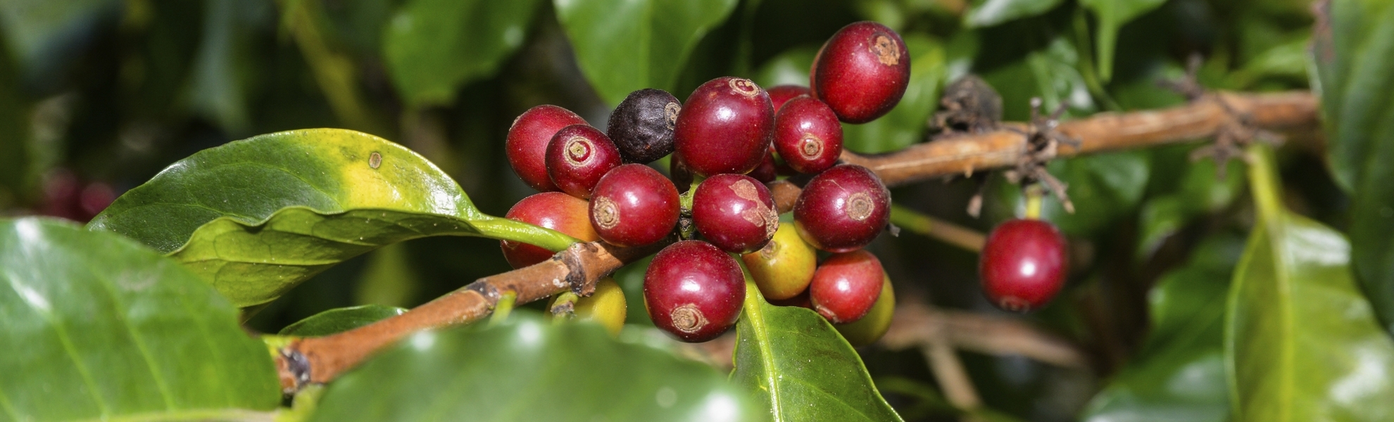 Kaffeeplantage