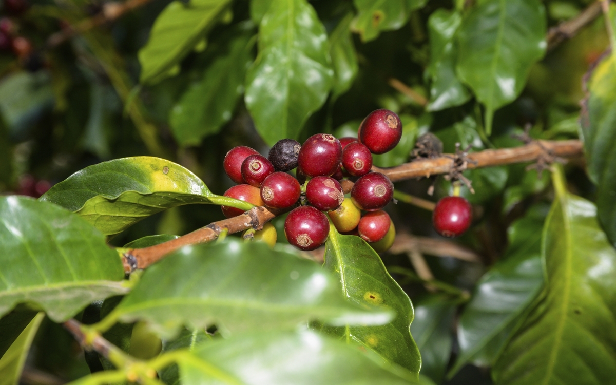 Kaffeeplantage