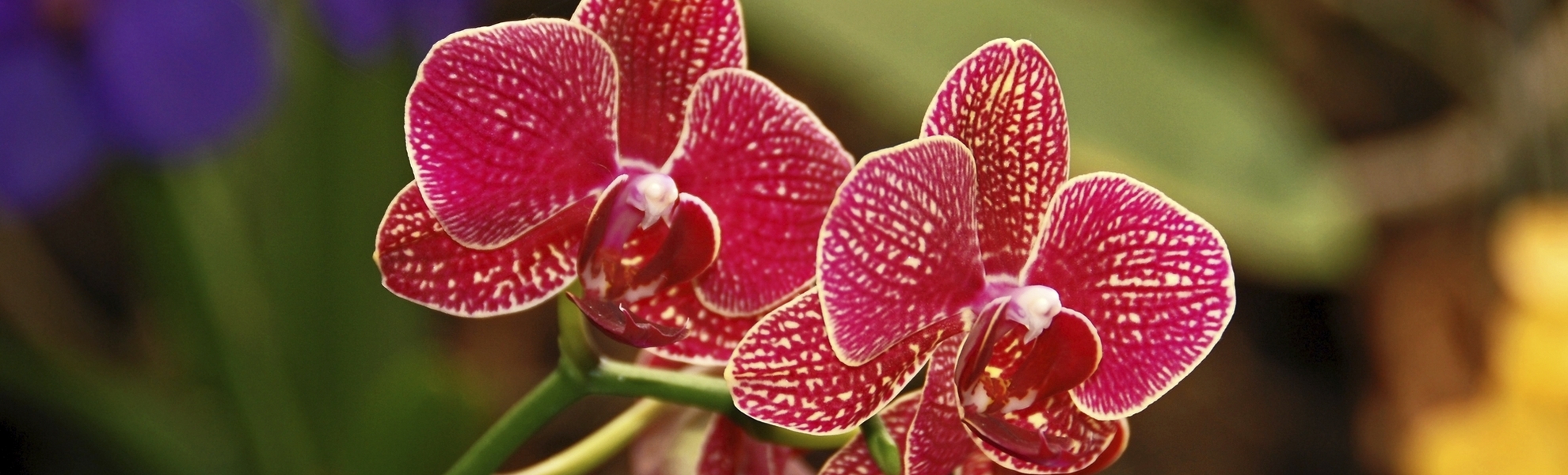 Leuchtende Orchidee