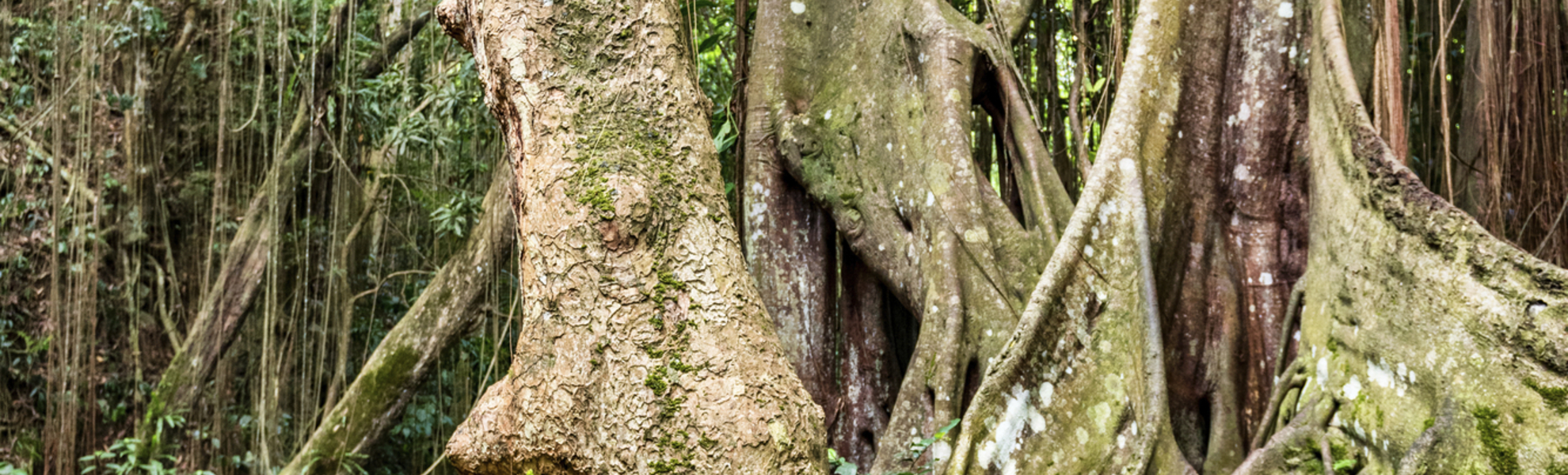 Beeindruckende Flora & Fauna