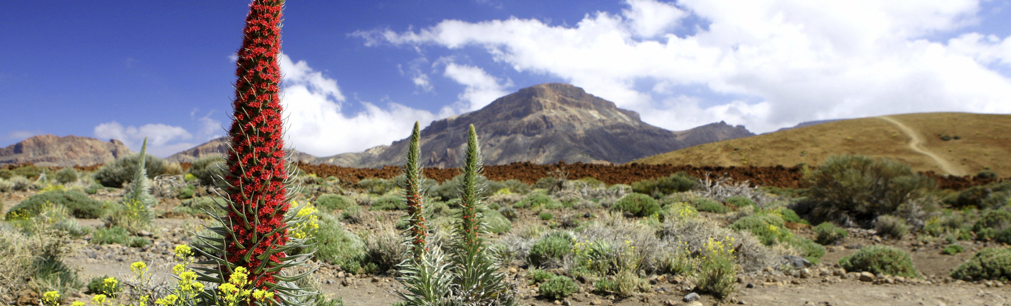 Nationalpark El Teide auf Teneriffa, Spanien