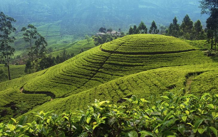 Teeplantage in der Nähe von Nuwara Eliya, Sri Lanka