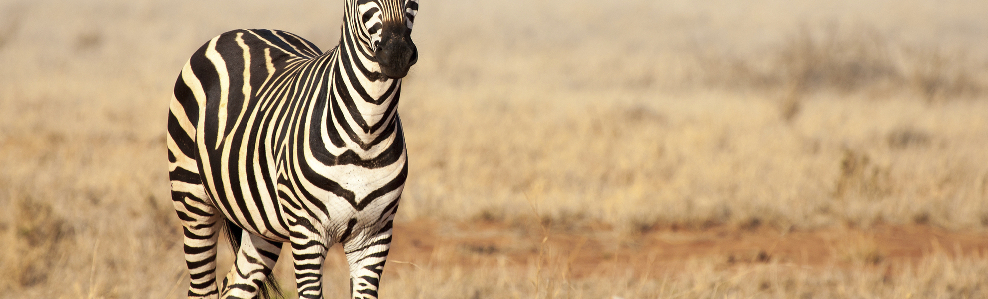 Zebra in der Savanne
