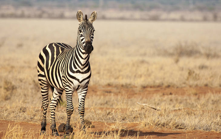 Zebra in der Savanne