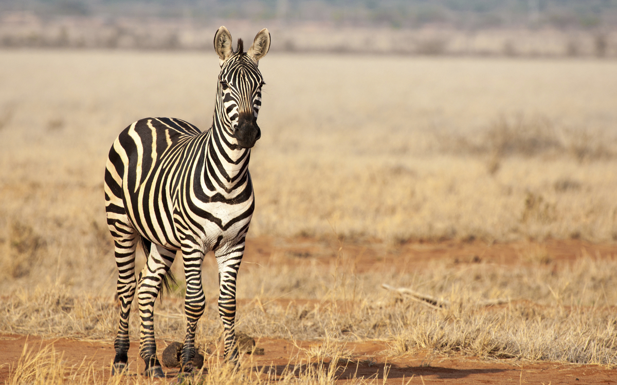 Zebra in der Savanne