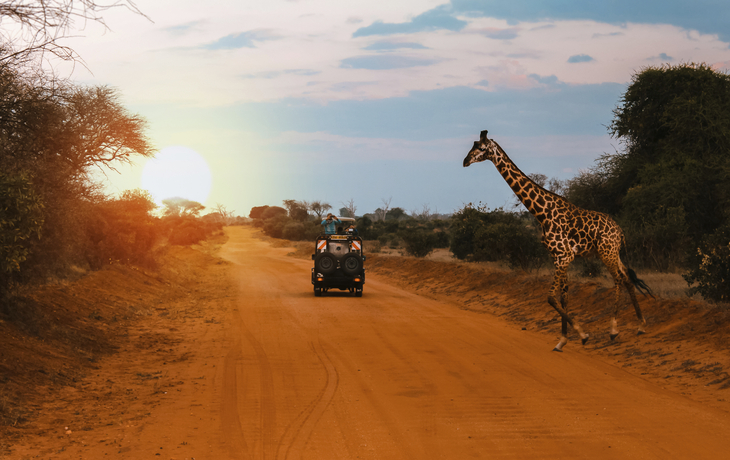 Giraffe im Tsavo Park in Mombasa, Kenia