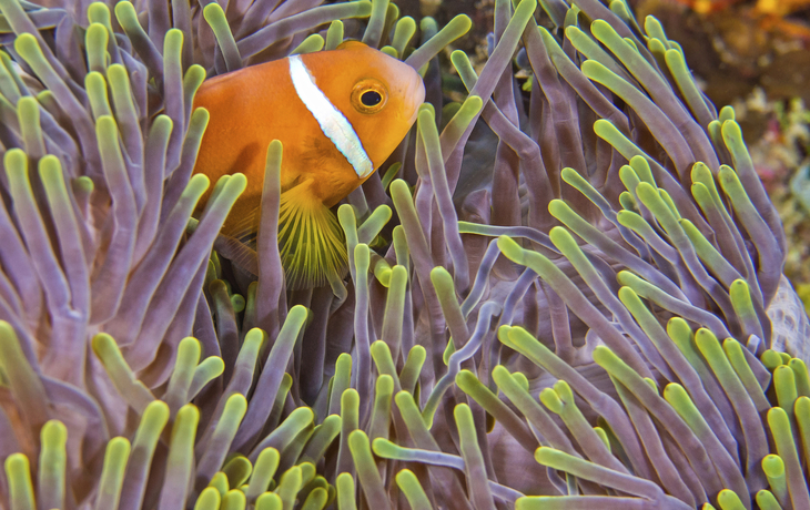 Male, U-Boot Ausflug