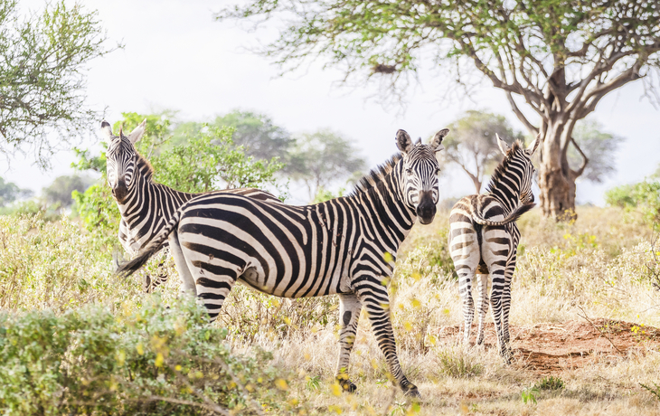 Zebra im Tsavo Park in Mombasa, Kenia