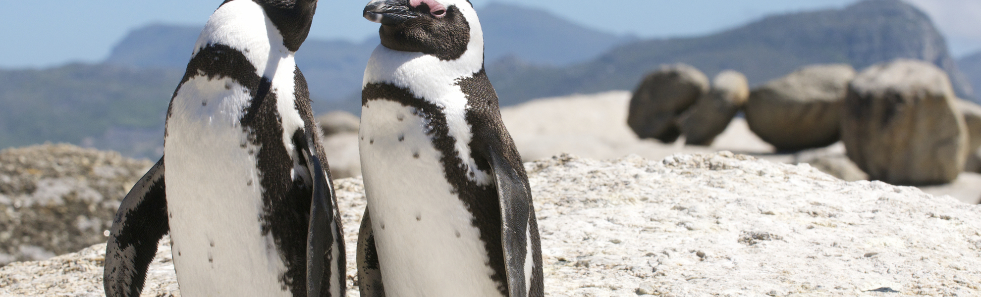 Pinguine in Kapstadt, Südafrika