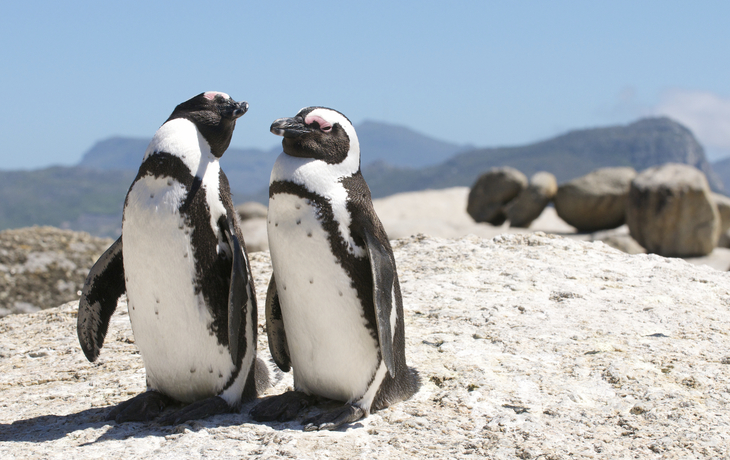 Pinguine in Kapstadt, Südafrika