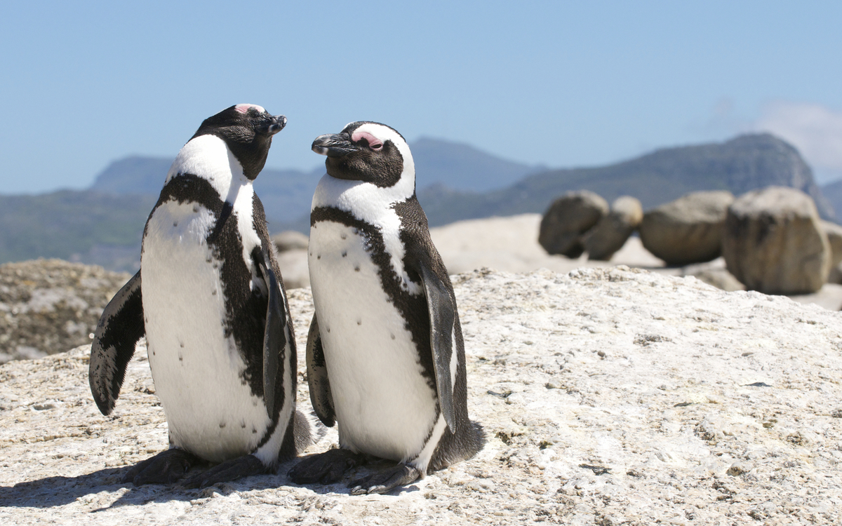 Pinguine in Kapstadt, Südafrika
