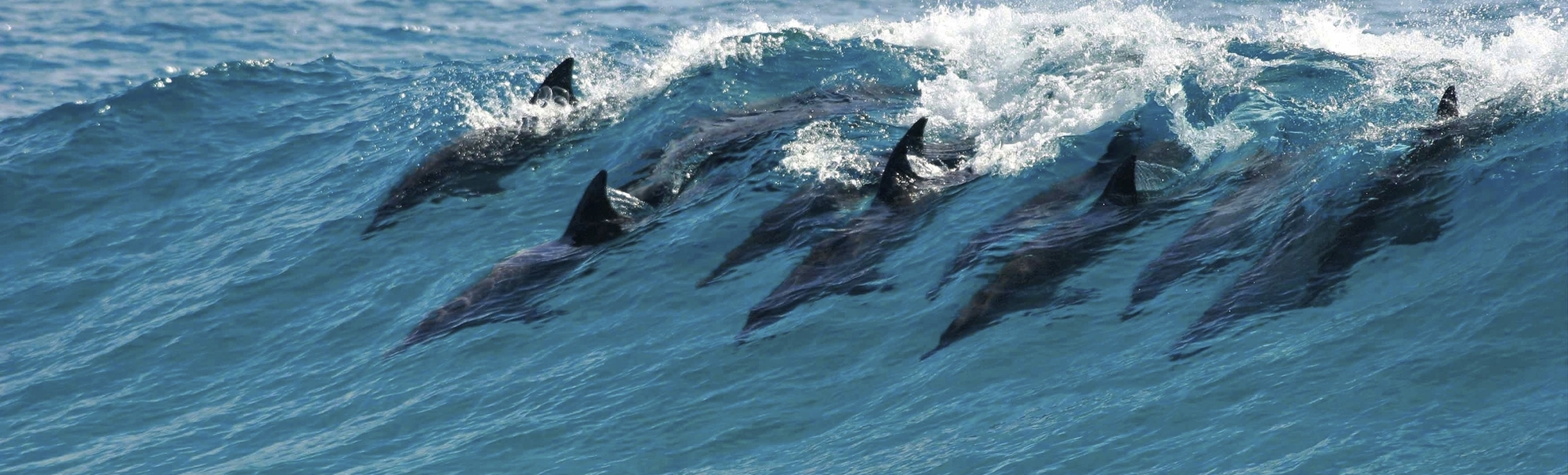 Delfine im Meer von Mosambik