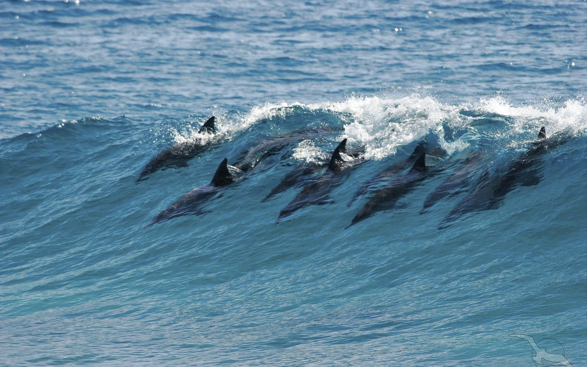 Delfine im Meer von Mosambik