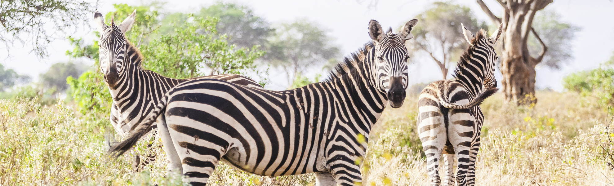 Zebra im Tsavo Park in Mombasa, Kenia