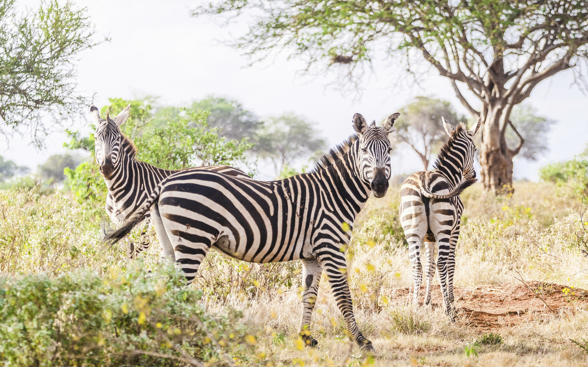 Zebra im Tsavo Park in Mombasa, Kenia