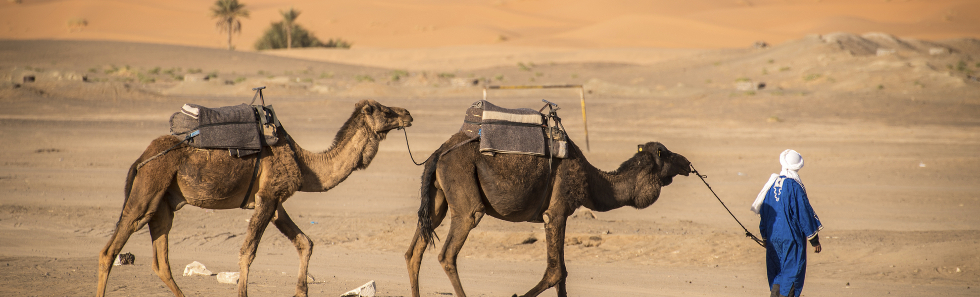 Kamele in der Sahara Wüste, Marokko