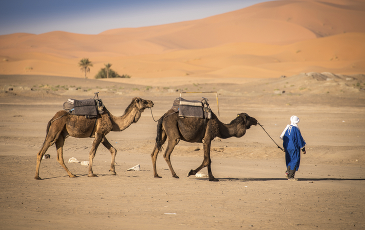 Kamele in der Sahara Wüste, Marokko