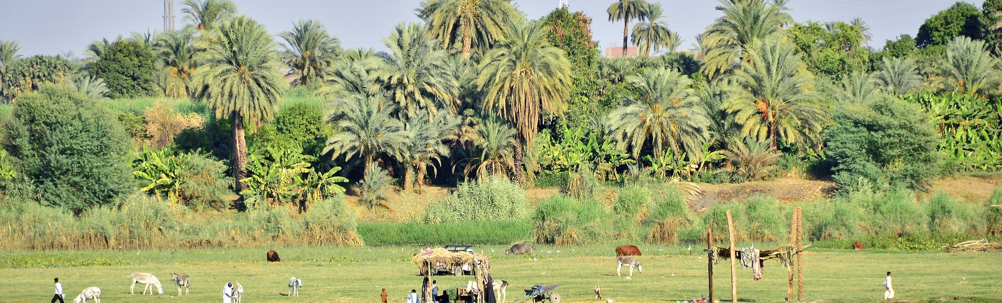 Grüne Nillandschaft mit Tieren in Ägypten