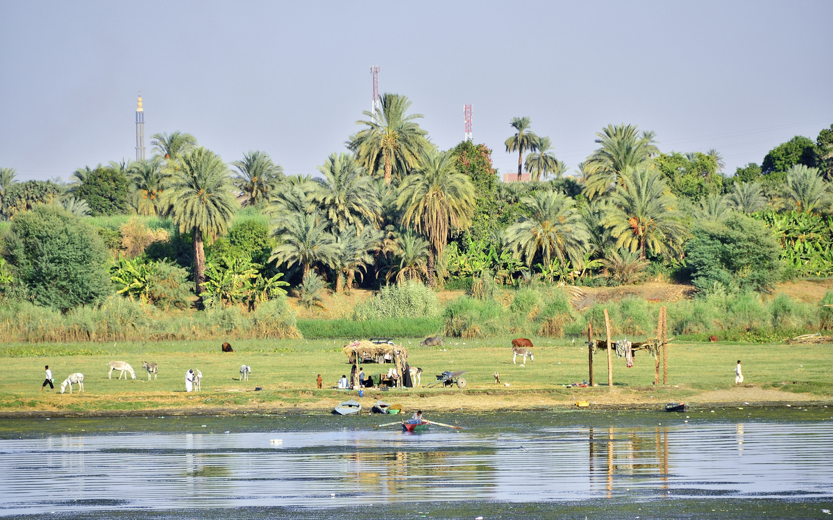 Grüne Nillandschaft mit Tieren in Ägypten