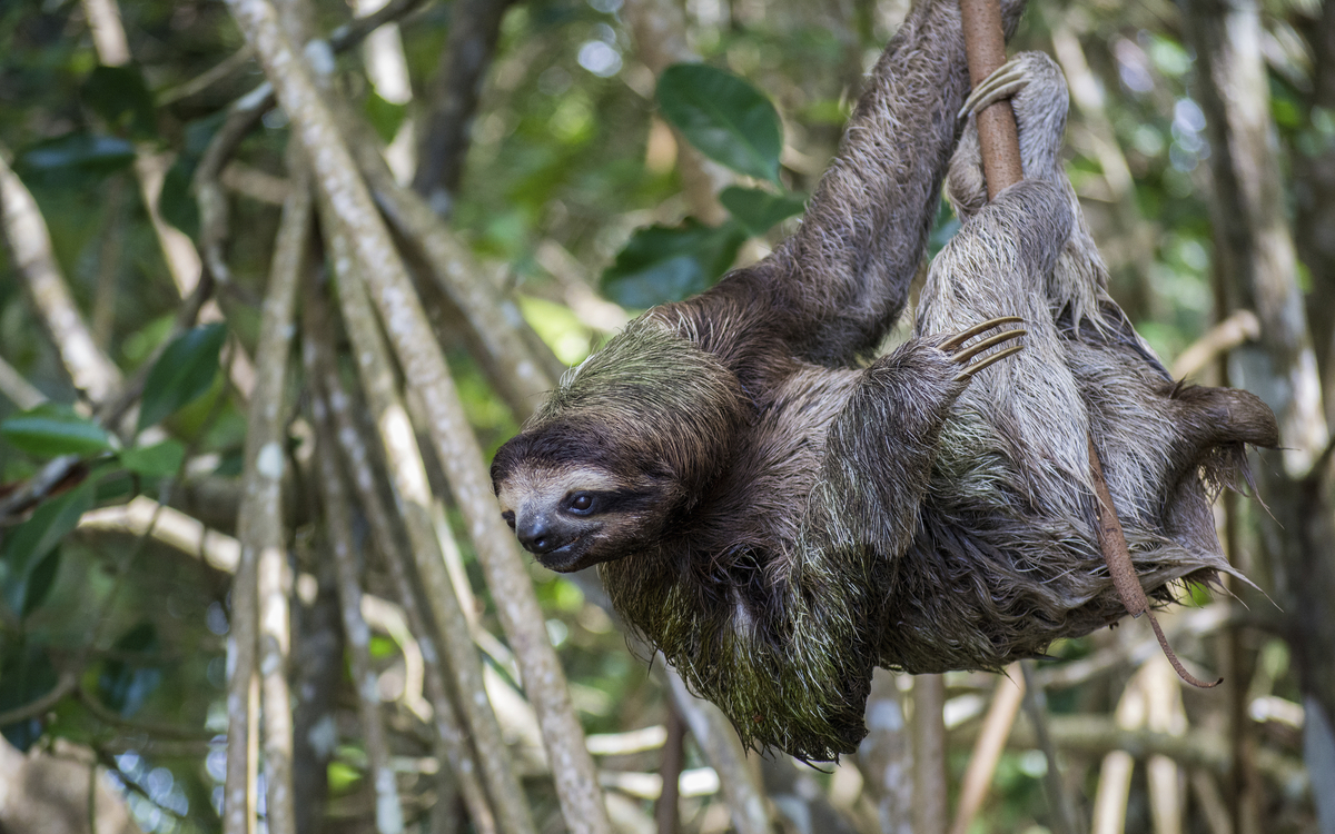 Mangroven-Ausflug mit dem Boot