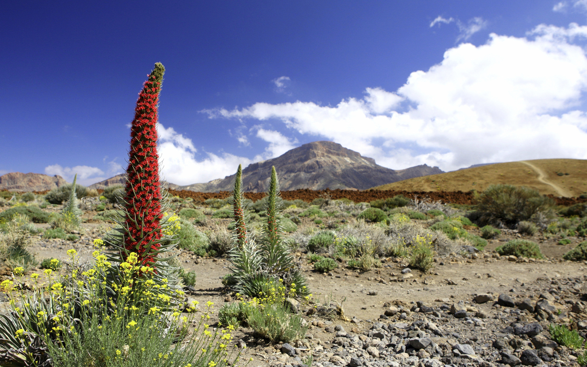 Nationalpark El Teide auf Teneriffa, Spanien