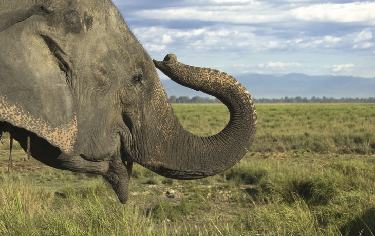 Kaziranga Nationalpark