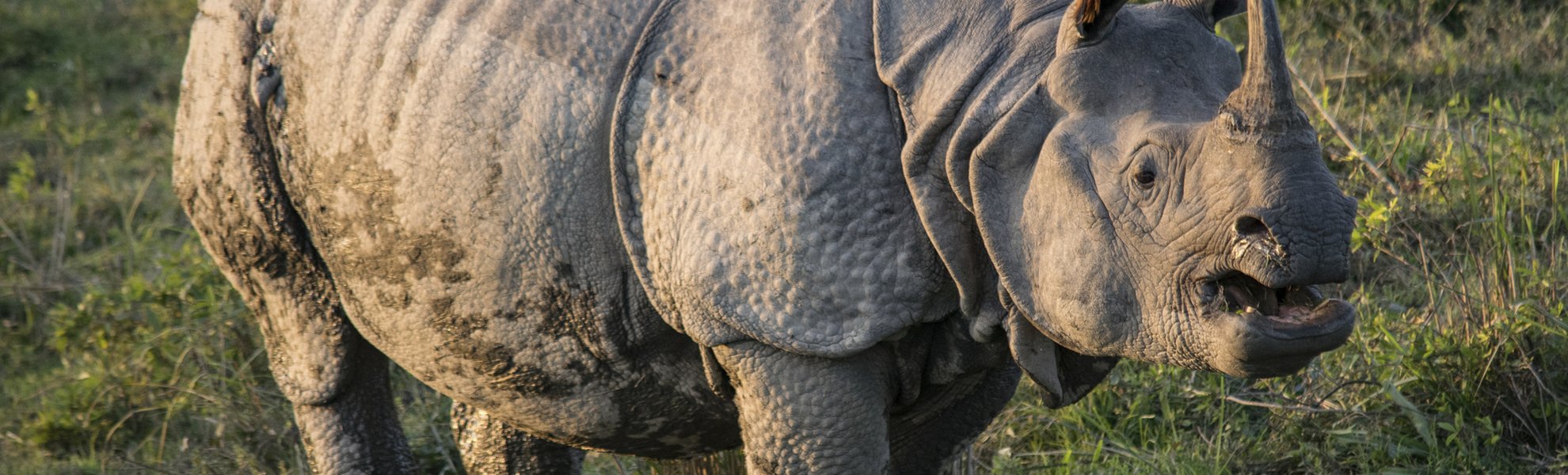 Kaziranga Nationalpark