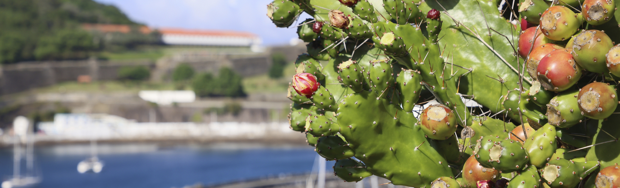 Terceira, Angra do Heroismo