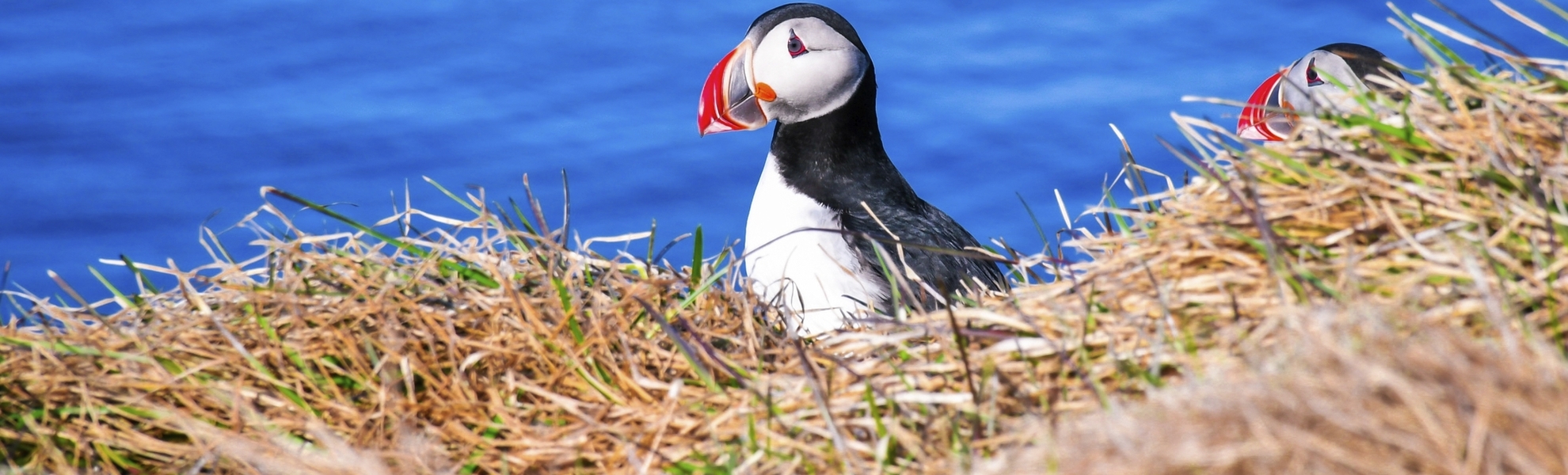 Papageientaucher in Grimsey