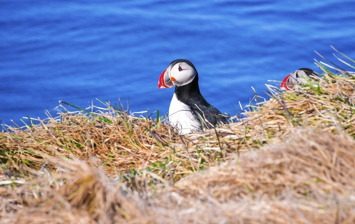 Papageientaucher in Grimsey
