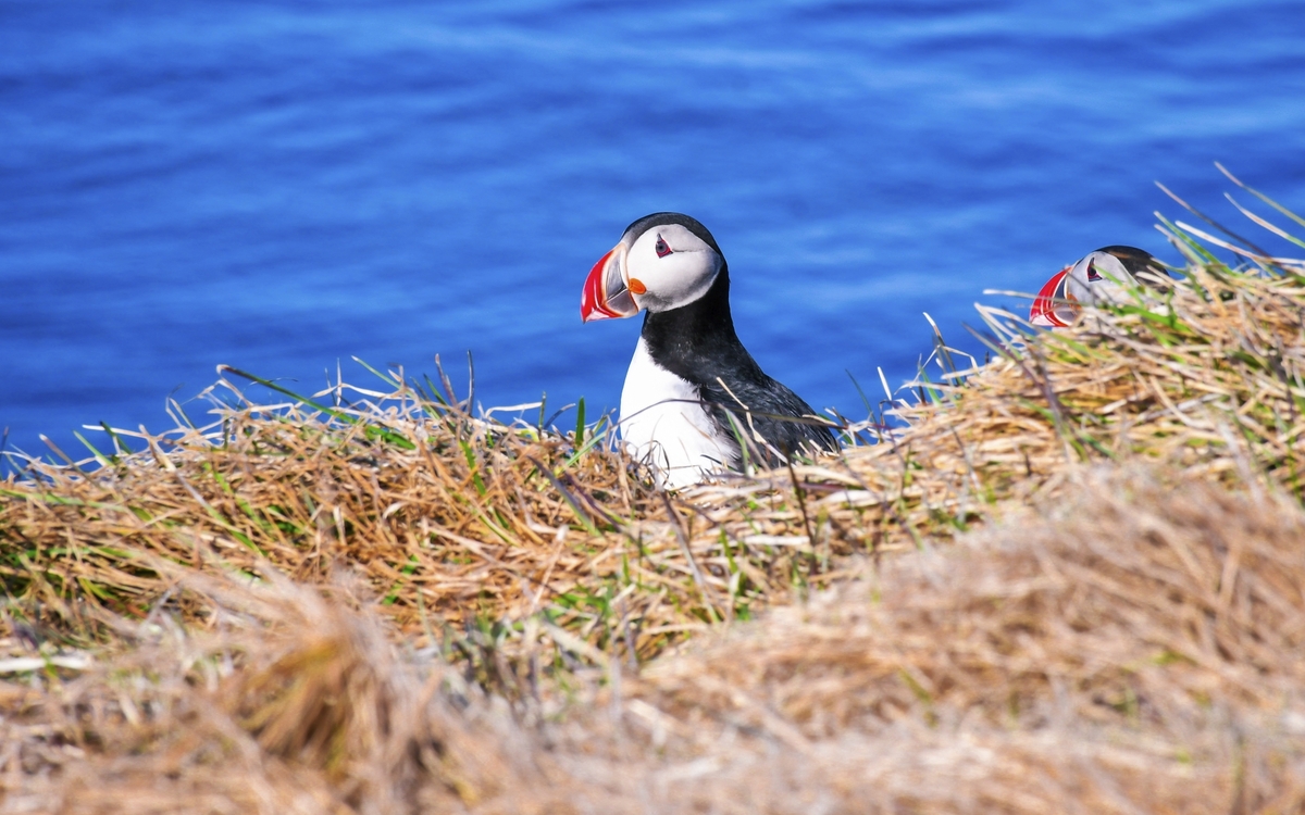 Papageientaucher in Grimsey