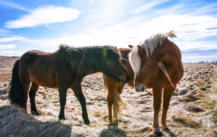 Island Pferde