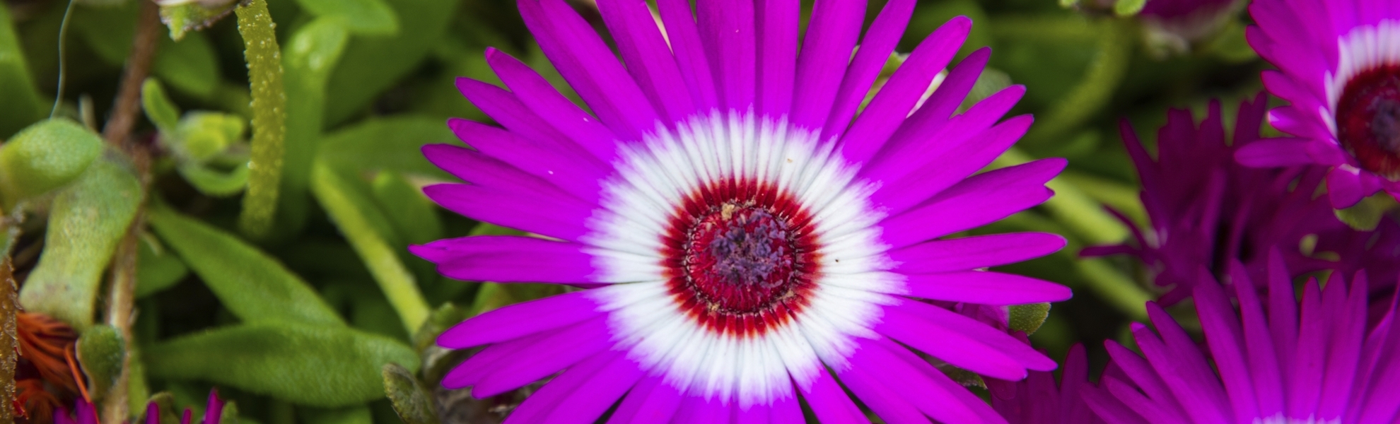 Akureyri, Botanischer Garten
