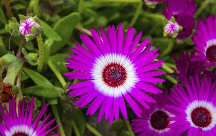 Akureyri, Botanischer Garten