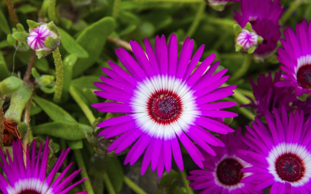 Akureyri, Botanischer Garten