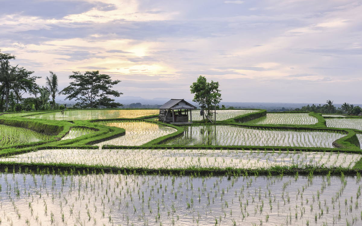 Bali, Reisterassen