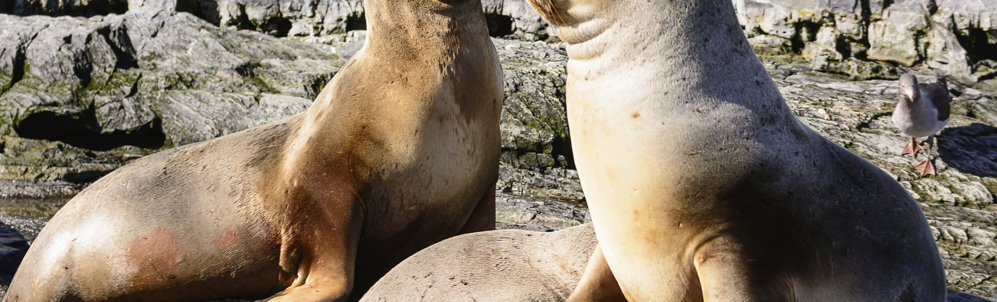Seelöwen am Beagle-Kanal in Argentinien