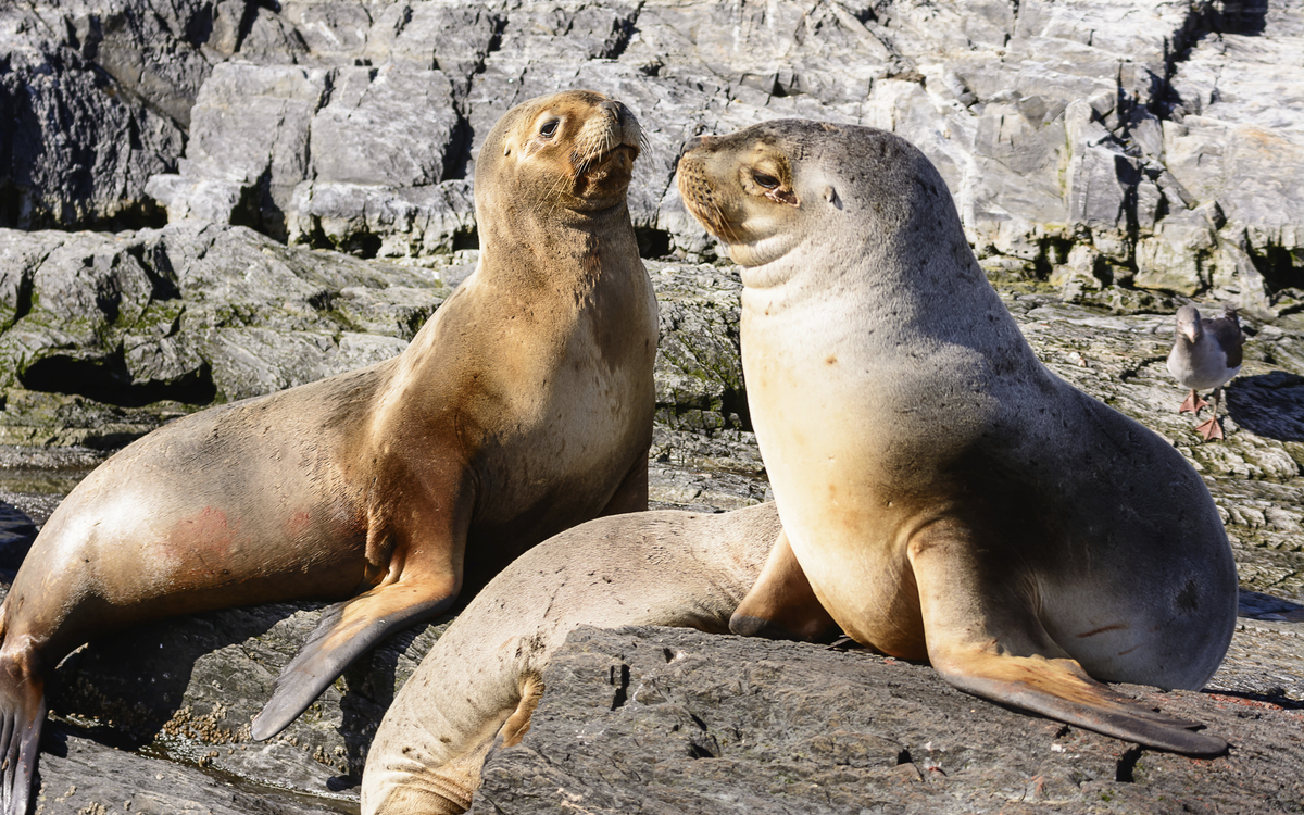 Seelöwen am Beagle-Kanal in Argentinien