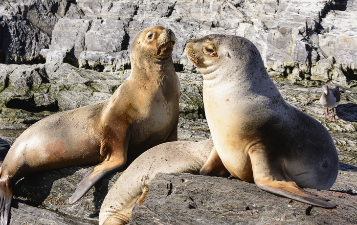 Seelöwen am Beagle-Kanal in Argentinien