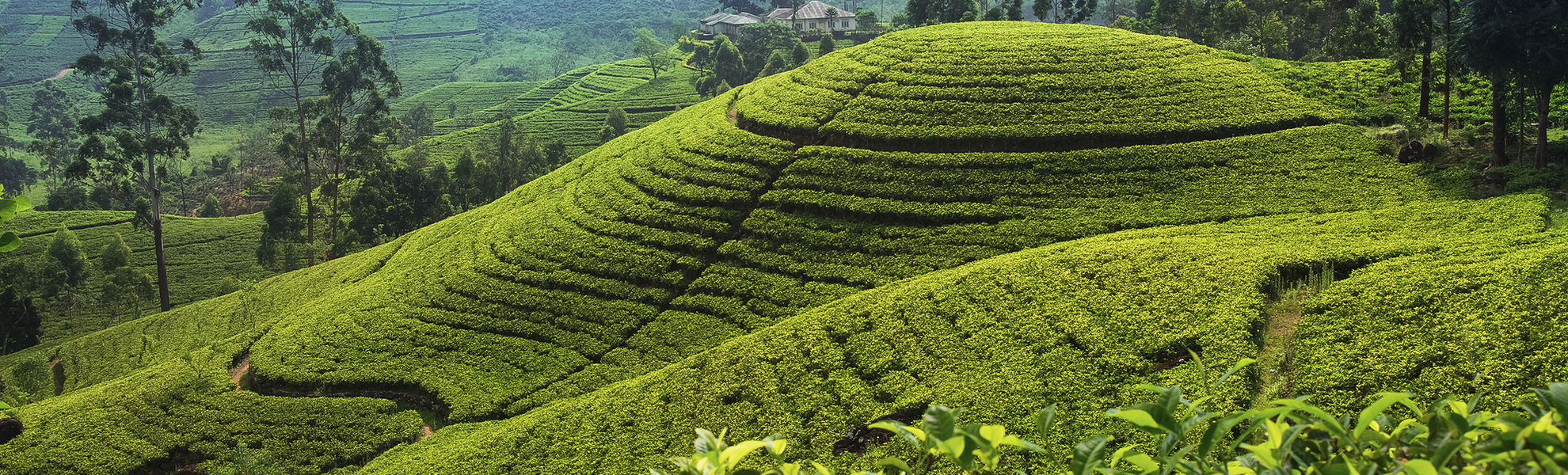 Teeplantage in der Nähe von Nuwara Eliya, Sri Lanka