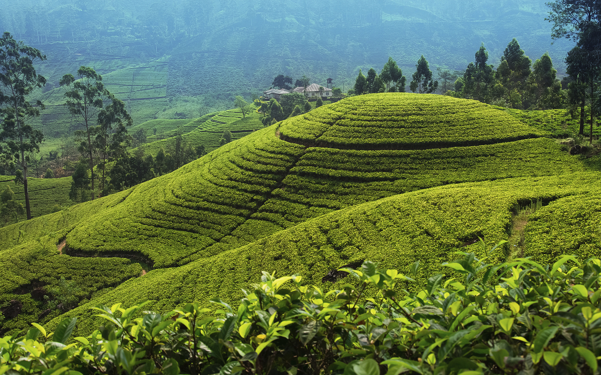 Teeplantage in der Nähe von Nuwara Eliya, Sri Lanka