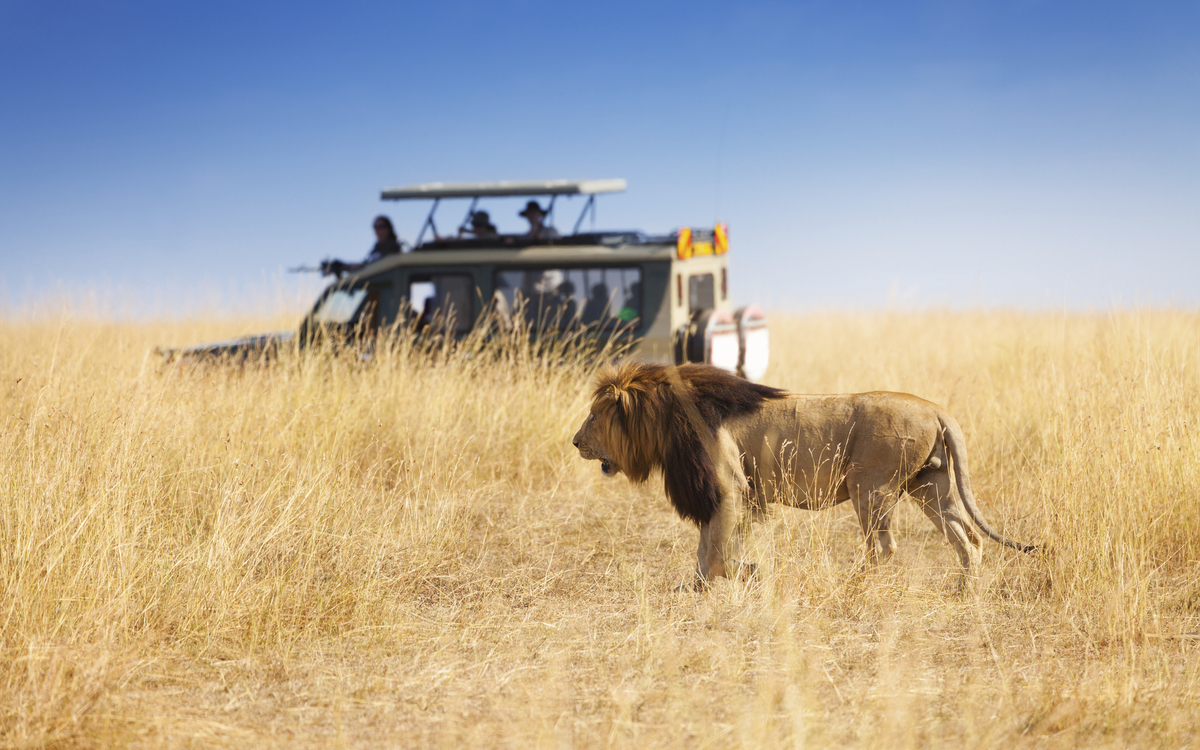 Mombasa, Safari Amboseli Park